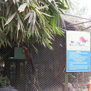 cage for Indian giant squirrel (Ratufa indica)