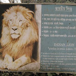 signage for Asian lion