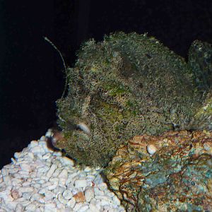 Marble-mouthed (?) frogfish, May 2013.