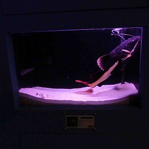 Sick redtail catfish, May 2013.