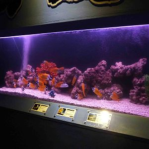 Rabbitfish tank, May 2013.