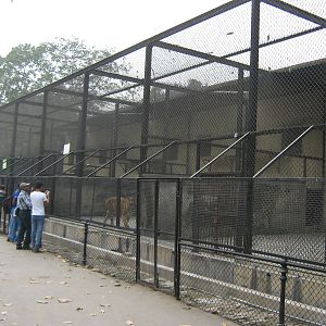 tiger cages