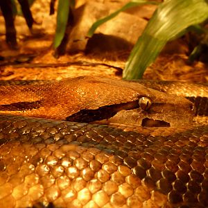 Acrantophis dumerili