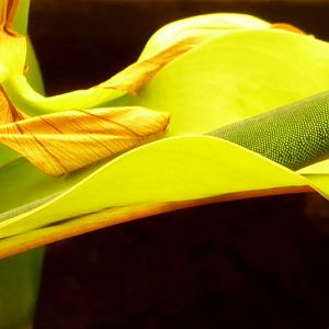 Lygodactylus williamsi