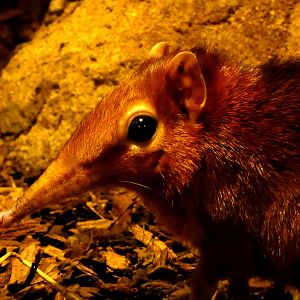 Elephant shrew