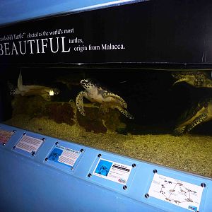 Hawksbill turtle tank, May 2013.