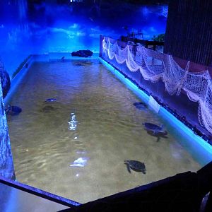 Green turtle pool, May 2013.