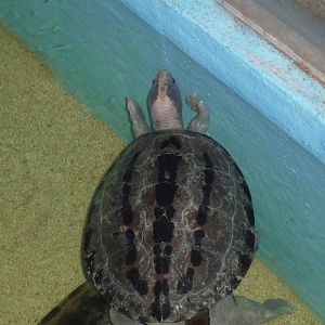 Painted terrapin, May 2013.