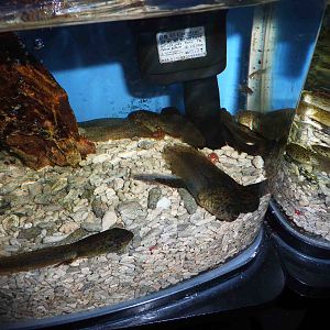Bullfrog tadpoles, May 2013.