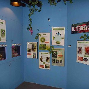 Butterfly corner, May 2013.