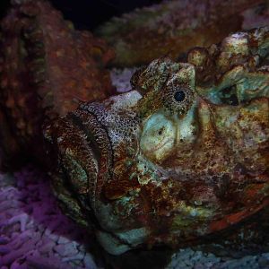 Stonefish, May 2013.