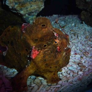 Painted frogfish, May 2013.