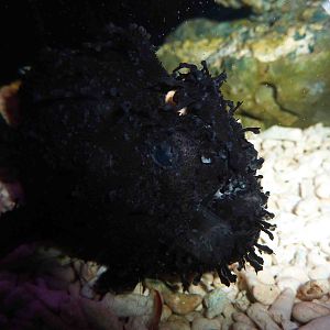 Black 'rock' frogfish, May 2013.