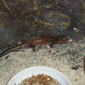 Fire skink, May 2013.