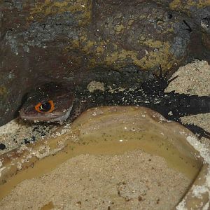 Red-eyed crocodile skink, May 2013.