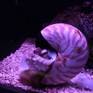 Master of disguise, May 2013.