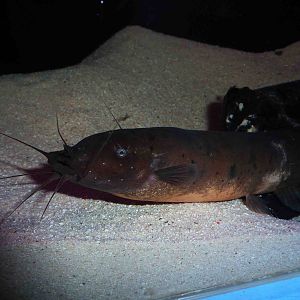 Electric catfish, May 2013.