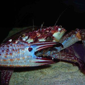 Flower crab, May 2013.