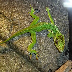Knight anole, May 2013.