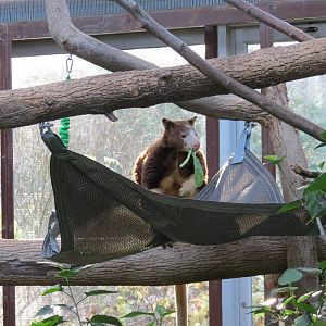 Matschies Tree Kangaroo