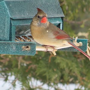 Northern Cardinal F