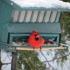 Northern Cardinal M