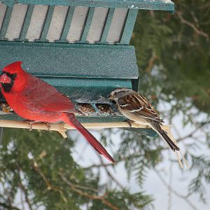 Northern Cardinal and Sparrow