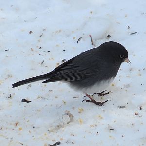 Junco