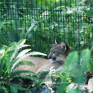 Florida Panther at Lowry Park, 13/10/13