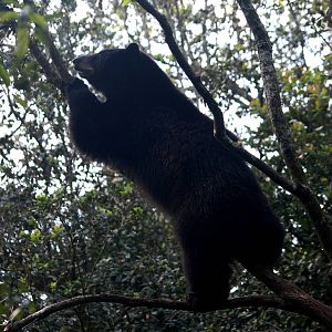 Tree-climbing Florida Black Bear at Lowry Park, 13/10/13