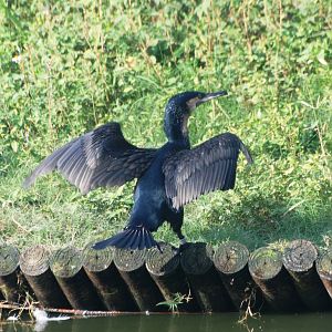 White-breasted Cormorant at Lowry Park, 13/10/13