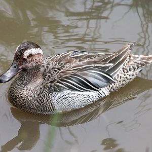 Garganey