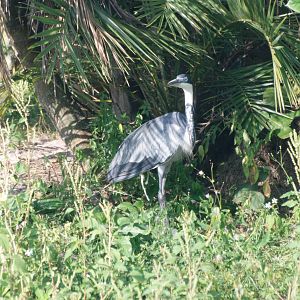 Black-headed Heron at Lowry Park, 13/10/13