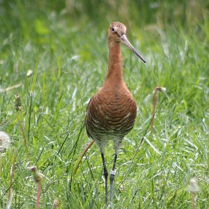 Black-tailed godwit
