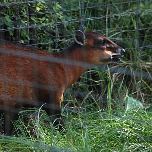 Bay Duiker at Lowry Park, 13/10/13