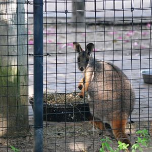 Yellow-footed Rock Wallaby at Lowry Park, 13/10/13