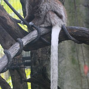 Bolivian Grey Titi at Lowry Park, 13/10/13