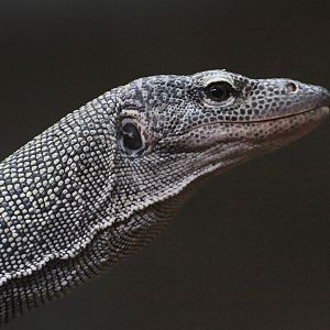 Rainer G?nther?s Monitor (Varanus rainerguentheri) January 2012