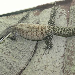 Kimberley Rock Monitor (Varanus glauerti) January 2012