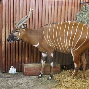 Eastern Bongo (Tragelaphus eurycerus isaaci)