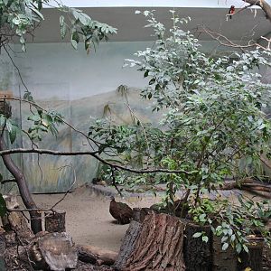 Congo Peacock aviary