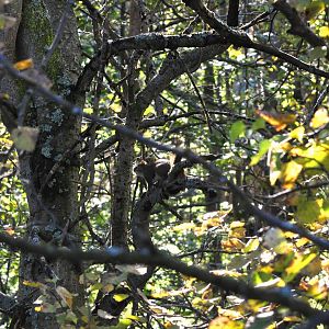 American Red Squirrel (wild) near Waterfowl Exhibit