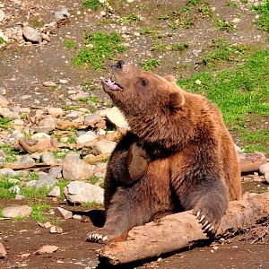 Brown Bear