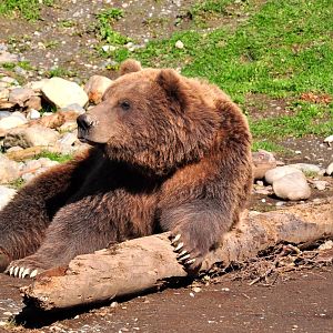 Brown Bear