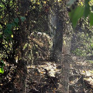 Grey Wolf Exhibit (look closely)