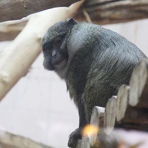 Allen's Swamp Monkey (Allenopithecus nigroviridis)