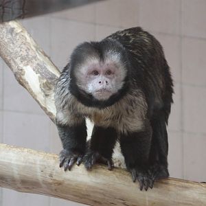 Yellow-breasted Capuchin (Cebus xanthosternos)