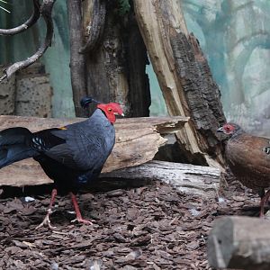 Siamese Firebacks (Lophura diardi)
