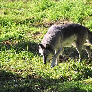 Grey Wolf Exhibit (as viewed from Amur Tiger Overlook)