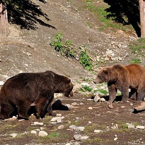 Brown Bear Exhibit